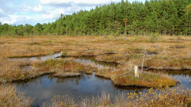 Zaļais purvs Ķemeru Nacionālajā parkā
