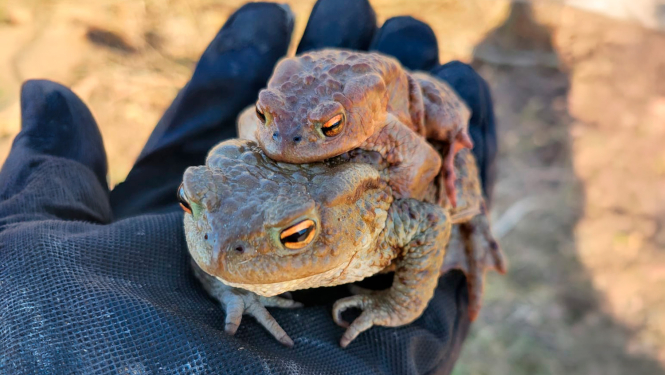 Krupju pāris plaukstā 