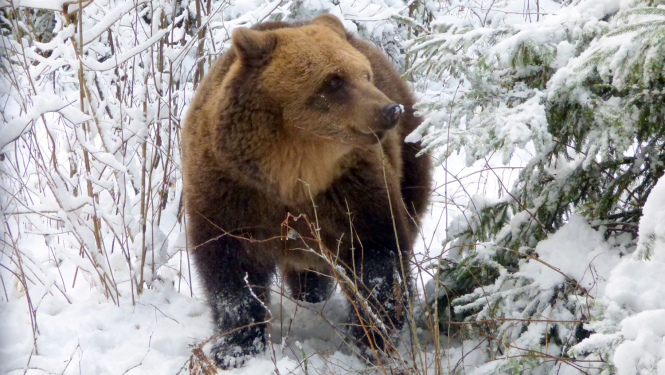 Lācene Ilzīte. Līgatnes dabas takas. Foto: Velga Vītola