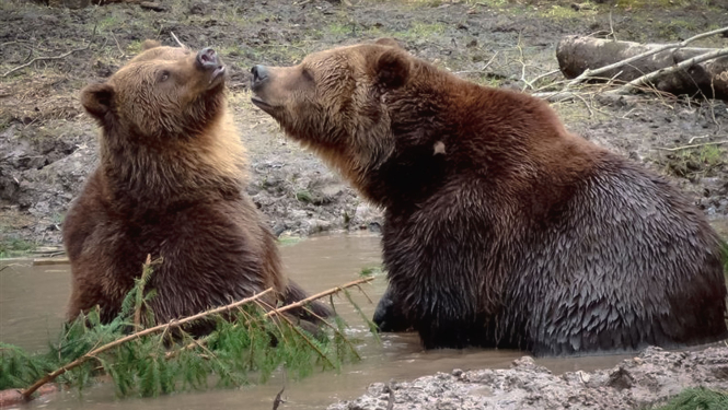 Lāči Mikus un Puika