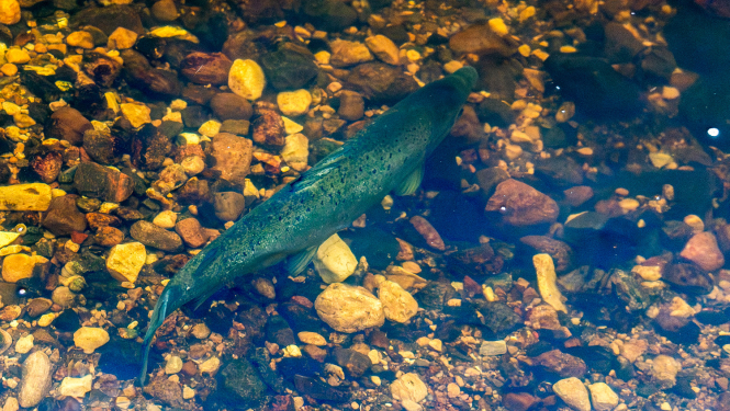 Lasis. Foto Andris Soms