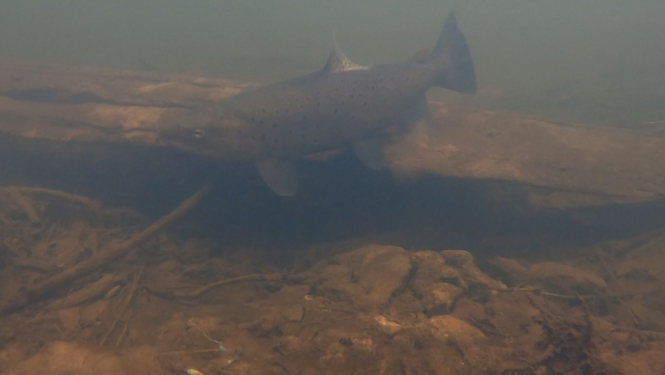 Šoruden lašupēs palielinājusies maluzvejnieku aktivitāte