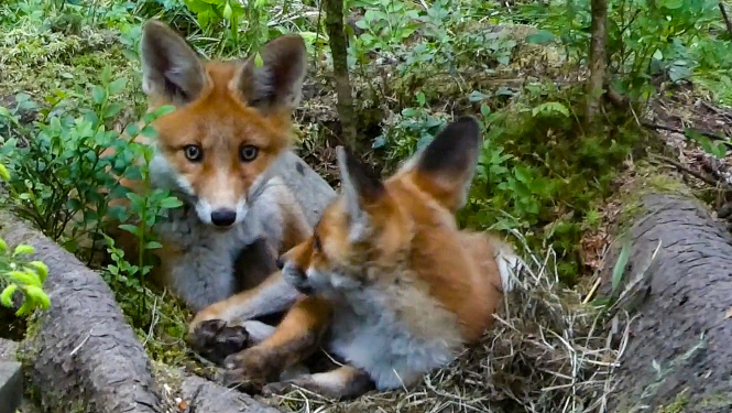 Divi jaunie lapsēni