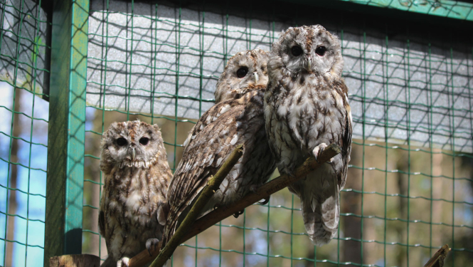 Pūce Kripatiņa sēž uz zara