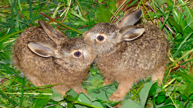 Divi zaķu bērni sēž zālē