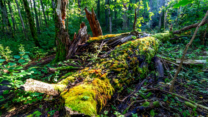Liela, ar sūnām noaugusi, rīta saules apspīdēta oša krita.