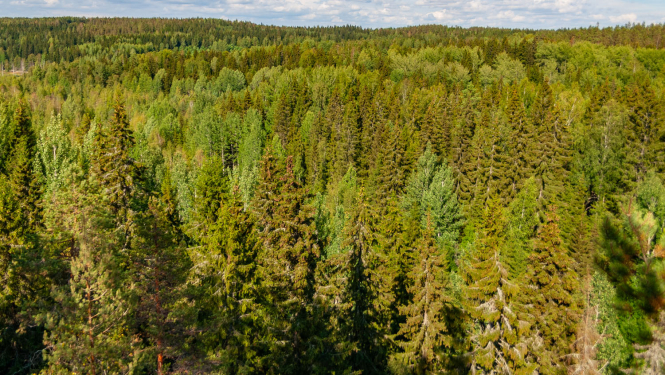 Meža ainava virs koku galotnēm