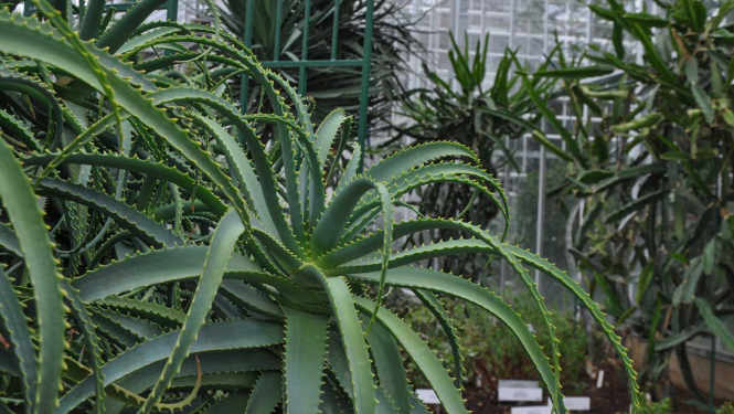 Alveja Nacionālajā botāniskajā dārzā