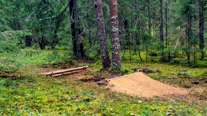 Nelikumīgi izbūvēta kalnu nobraucienu trase Gaujas Nacionālajā parkā