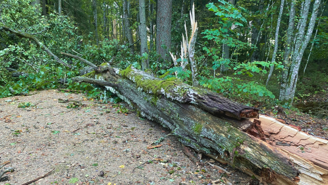 Vētras nolauzts koks