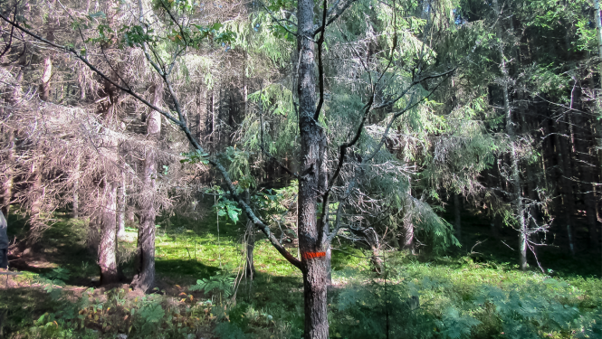 Obiteļa mežs Rāznas Nacionālajā parkā