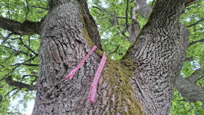 Ozols ar tautisku jostu