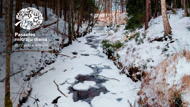 Aizsalis grāvis mežā