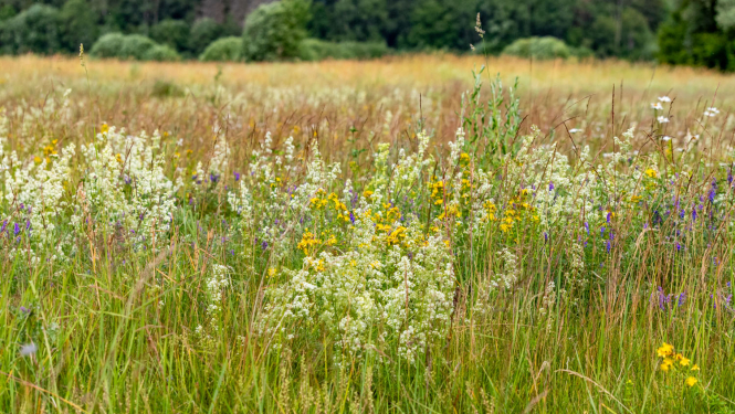 Dabiska pļava ar madarām, asinszālēm, smilgām.