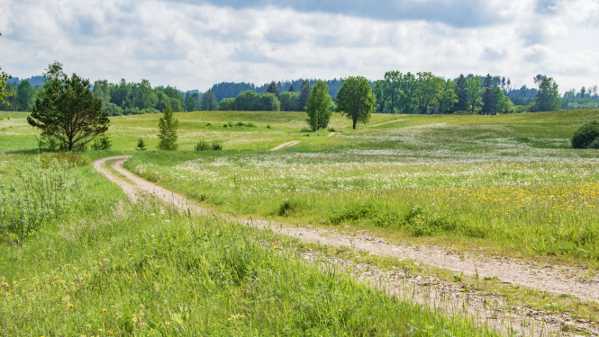Pļava ar lauku ceļu