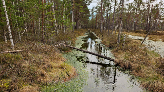 Purva atjaunošanas darbi