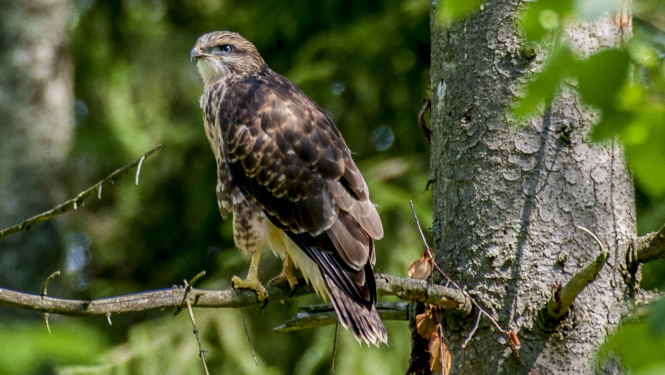 Peļu klijāns (Buteo buteo). Foto Andris Soms