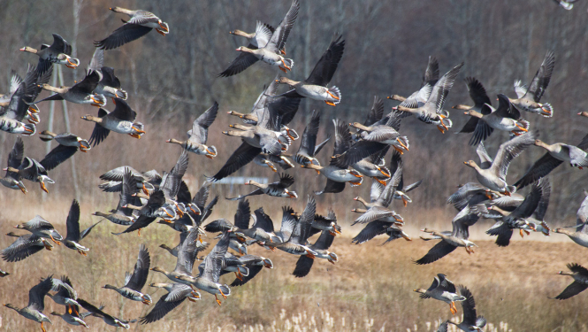Sējas zosis lidojumā. Foto: Andris Soms
