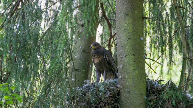 Mazais ērglis ligzdā