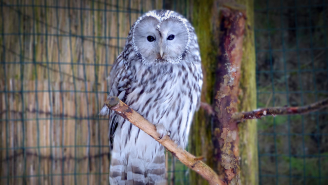 Urālpūce Līgatnes dabas takās