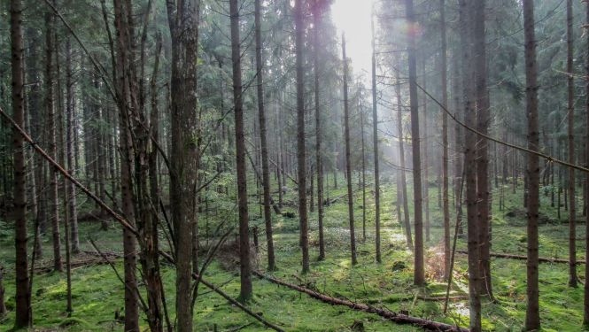 Obiteļa mežs rāznas Nacionālajā parkā
