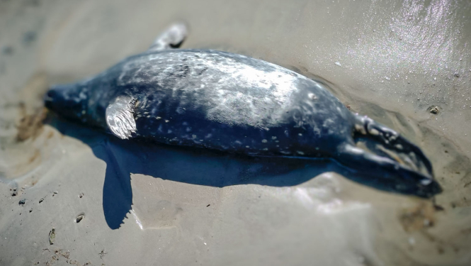 Miris ronis pludmalē