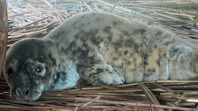 Roņa mazulis pludmalē