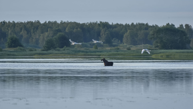 Saullēkts -alnis brien ezerā, lido trīs gulbji