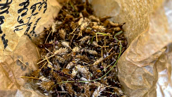 Savvaļas augu sēklas