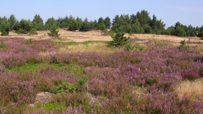 Pelēkā kāpa Slīteres Nacionālajā parkā