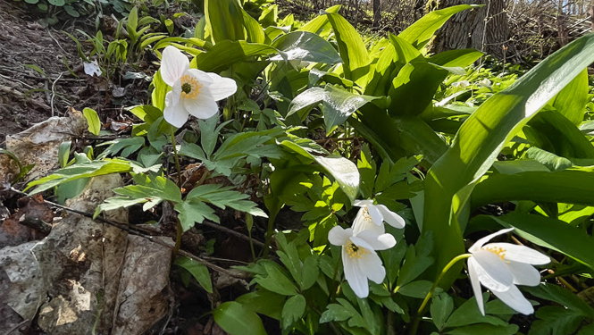 šliteres dabas taka
