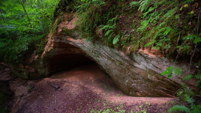 Smilšaknems atsegums. Foto DAP arhīvs