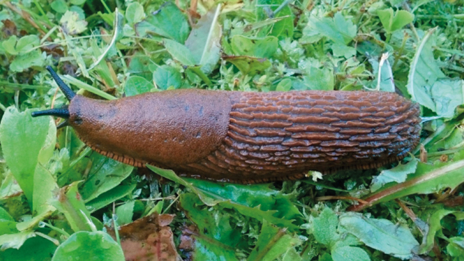 Spānijas kailgliemezis