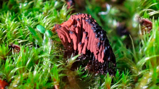 Glotsēne Stemonitis herbatica