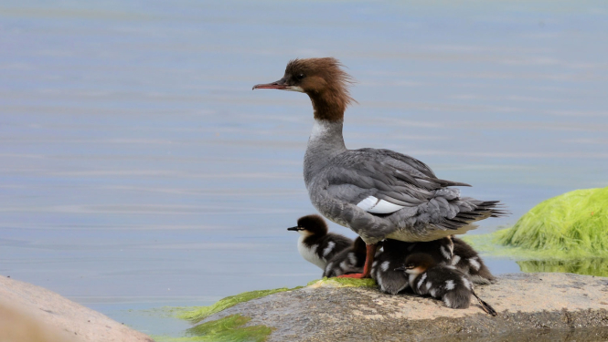Lielā gaura ar mazuļiem