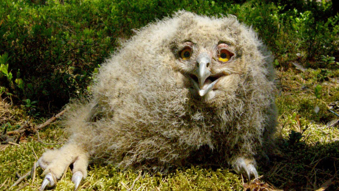 Ūpja mazulis. Foto: Vilnis Skuja. DAP