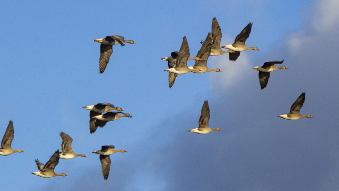 Sējas zosis lidojumā