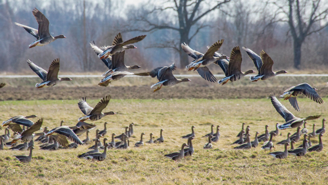 Baltpieres un sējas zosis