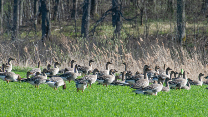 Zosis uz lauka pavasarī