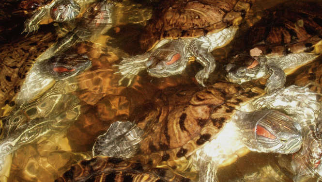 Sarkanausu bruņrupucis