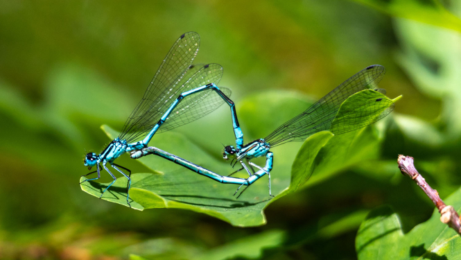 Zilās platkājspāres. Foto Andris Soms