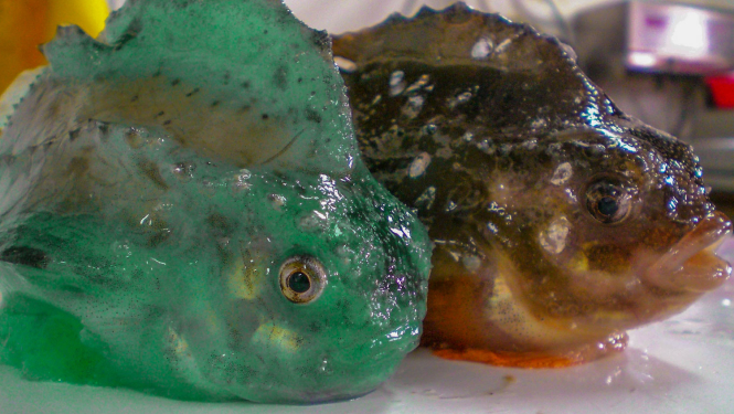 Zaķzivis. Foto: Ivars Putnis