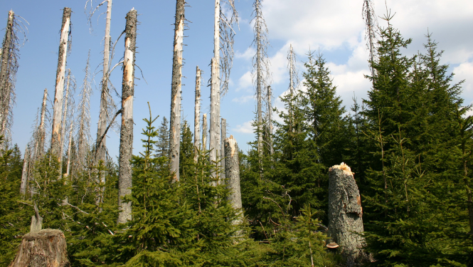 Šumavas Nacionālais parks. Mežs pēc astoņzobu mizgrauža invāzijas. Foto Andris Soms