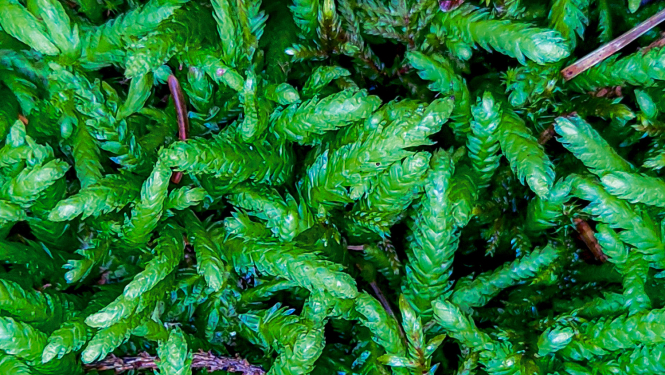 Sūna viļņainā šķībvācelīte. Foto Dana Krasnopoļska