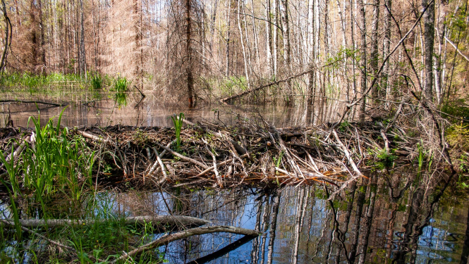 Bebru dambis mežā
