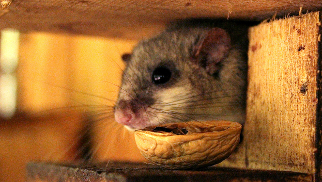 Lielais susuris (Glis glis)