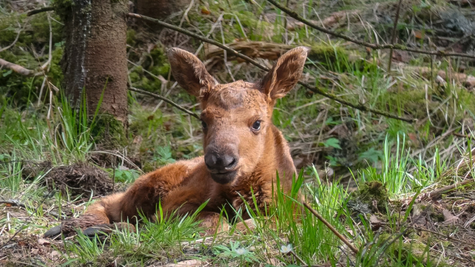 Alnēns Līgatnes dabas takās