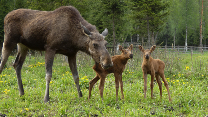 Alnene Meija ar dvīņiem 2023. gadā