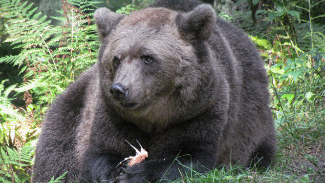 Lācene Ilzīte Līgatnes dabas takās