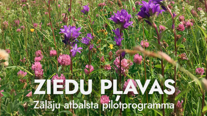 programma Ziedu pļavas